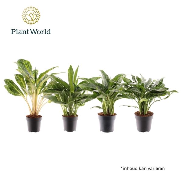 Горшечные цветы и растения оптом Aglaonema Royal Mix от 6шт из Голландии с доставкой по России