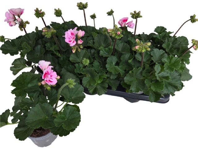 Горшечные цветы и растения оптом Pel Zon Tosc Sil Lin от 12шт из Голландии с доставкой по России