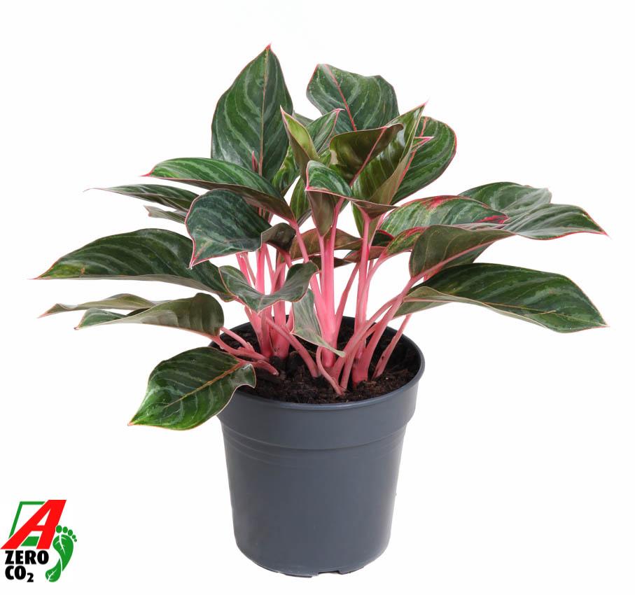 Горшечные цветы и растения оптом Aglaonema Princess от 1шт из Голландии с доставкой по России