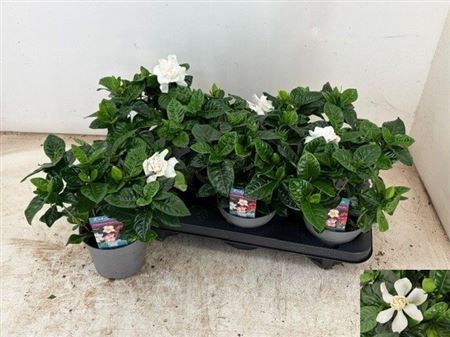 Горшечные цветы и растения оптом Gardenia Jasminoides от 6шт из Голландии с доставкой по России