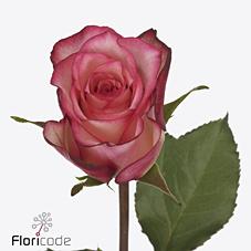 Срезанные цветы оптом Rosa large spark condor от 50шт из Голландии с доставкой по России