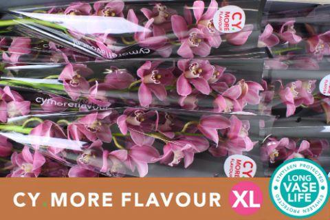 Срезанные цветы оптом Cymbidium pink candy от 9шт. из Голландии с доставкой по России