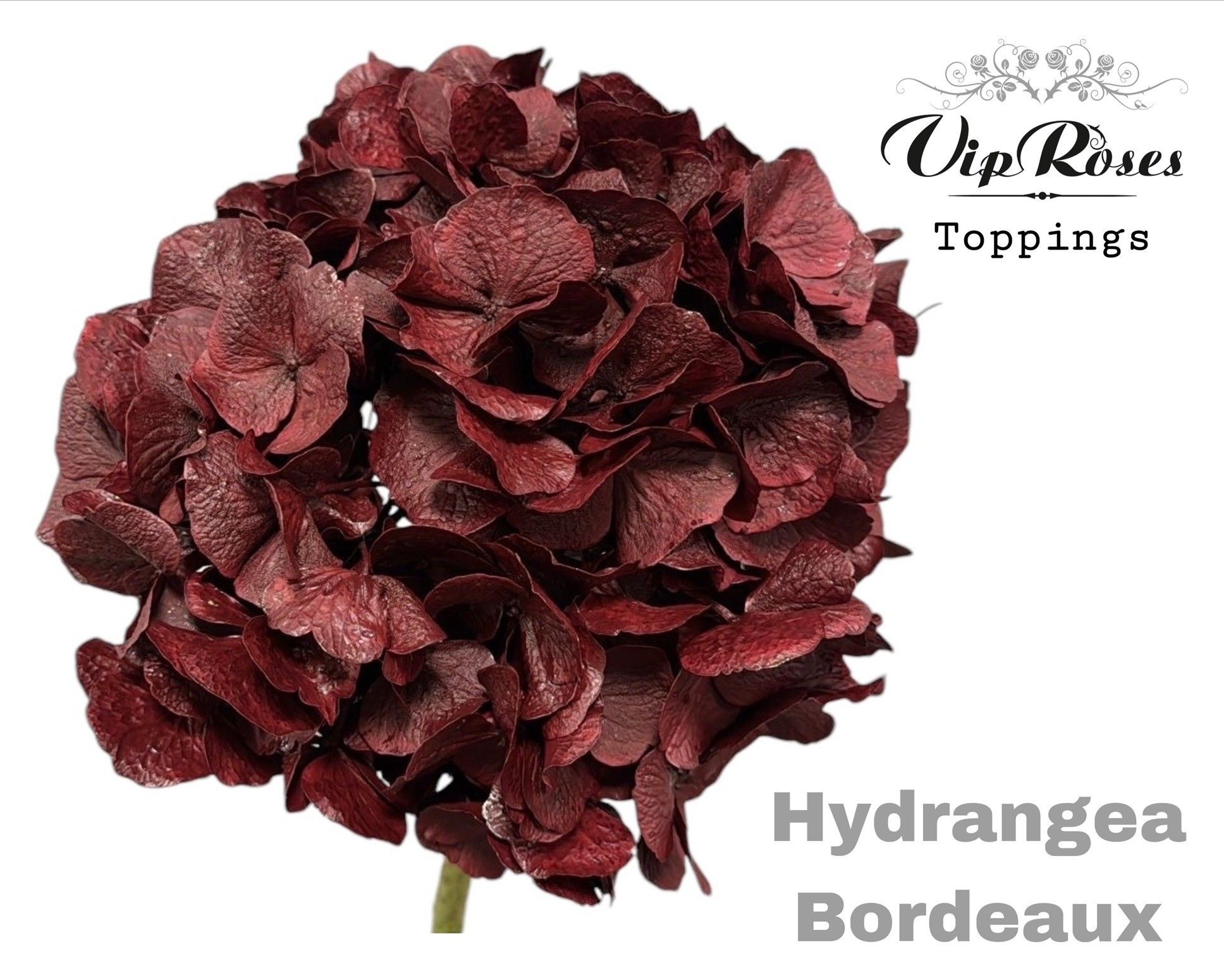 Срезанные цветы оптом Hydrangea paint bordeaux от 10шт из Голландии с доставкой по России