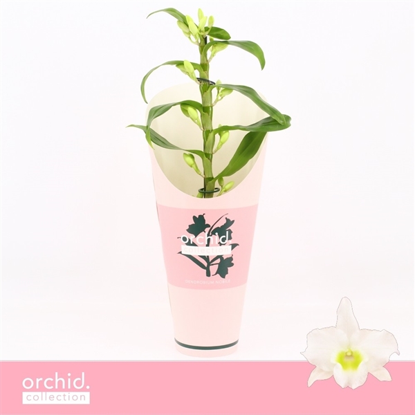 Горшечные цветы и растения оптом Dendr Nob 1st Apollon Compact Orchid Collection от 6шт из Голландии с доставкой по России