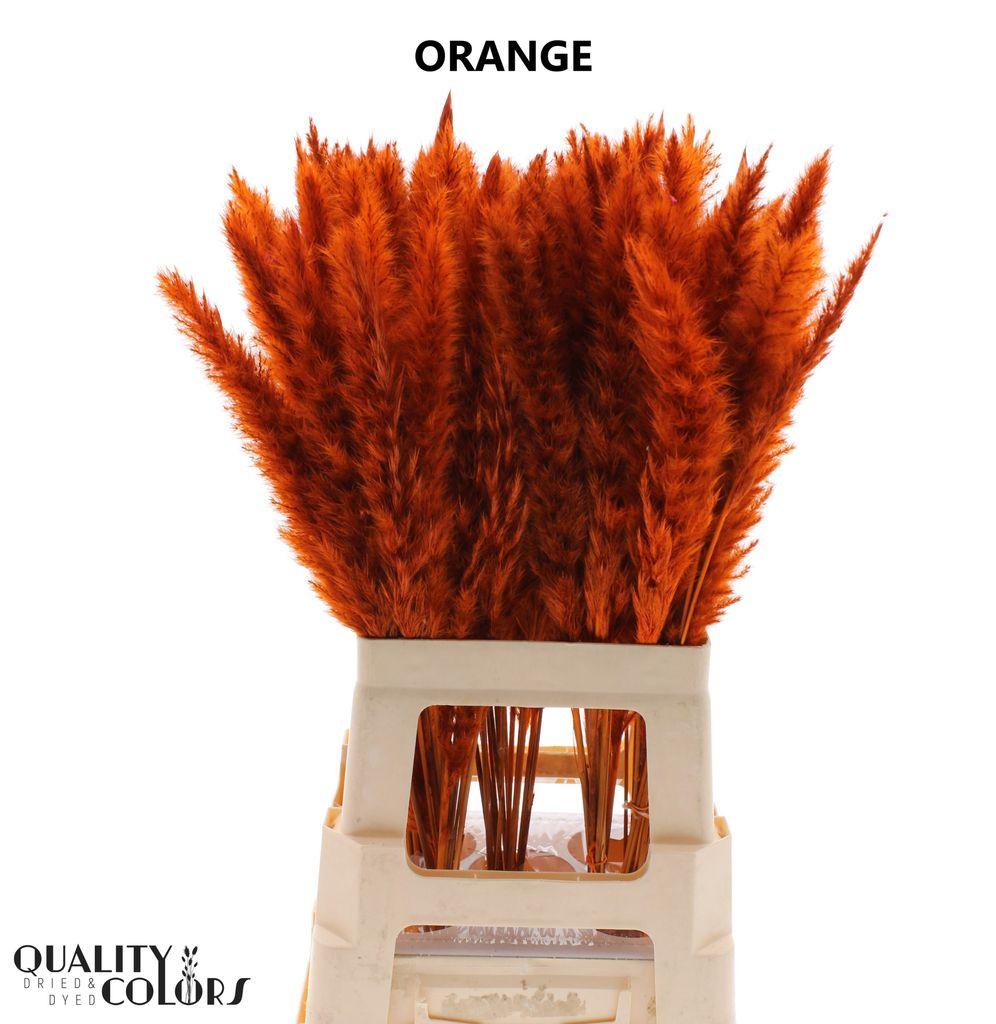 Срезанные цветы оптом Cortaderia paint orange от 100шт из Голландии с доставкой по России