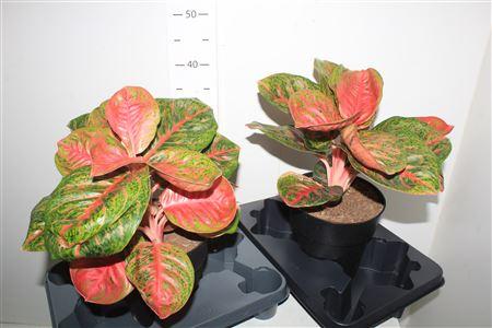 Горшечные цветы и растения оптом Aglao Red Ballon от 1шт из Голландии с доставкой по России