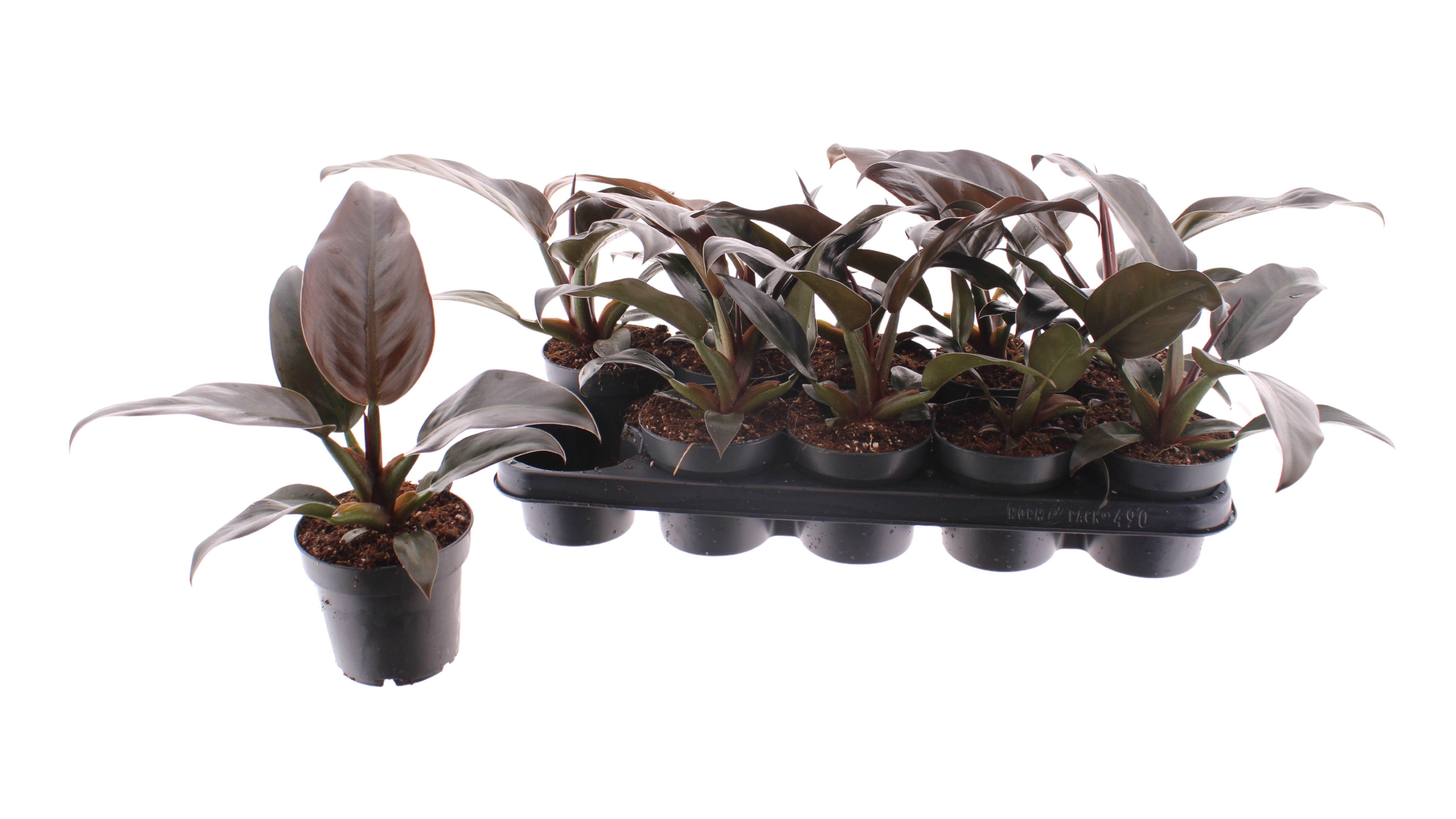 Горшечные цветы и растения оптом Phil Imperial Red от 10шт из Голландии с доставкой по России