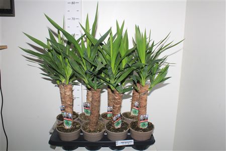 Горшечные цветы и растения оптом Yucca 30cm Spring Deal от 8шт из Голландии с доставкой по России