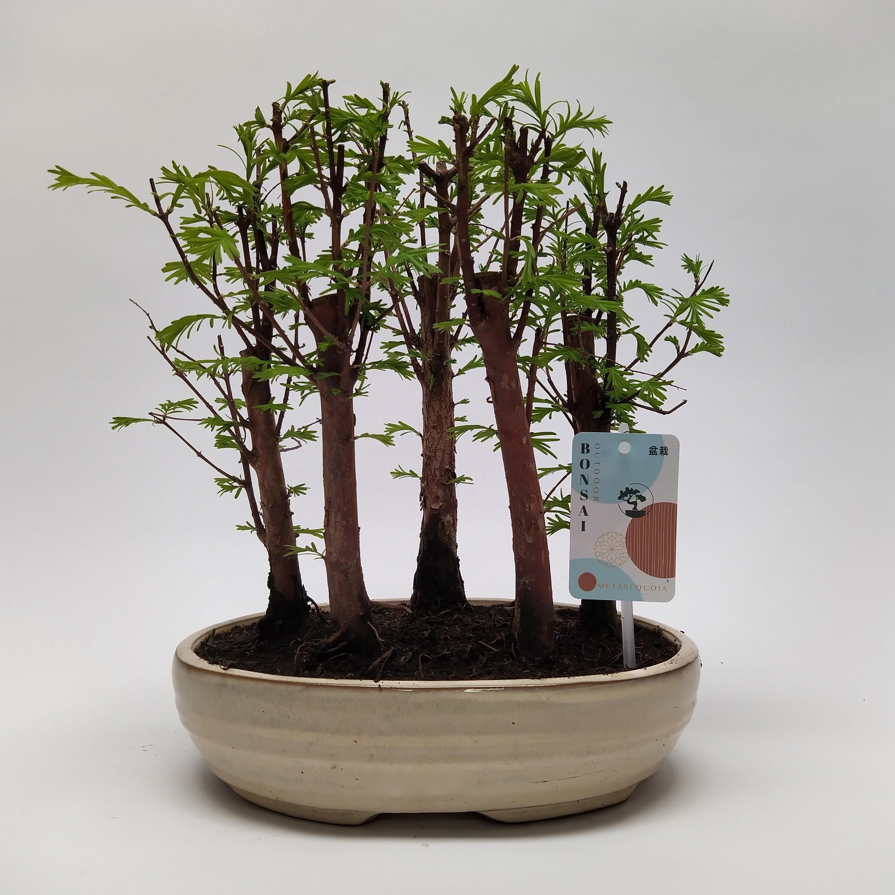 Горшечные цветы и растения оптом Bonsai Metasequoia Forest Oval от 2шт из Голландии с доставкой по России