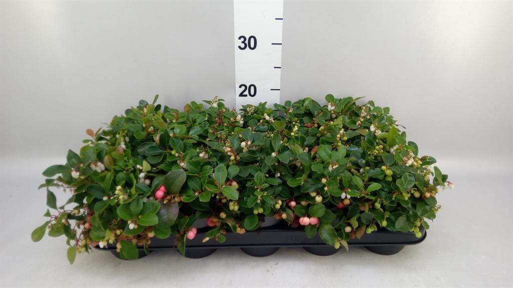 Горшечные цветы и растения оптом Gaultheria Proc. big Berry от 15шт из Голландии с доставкой по России