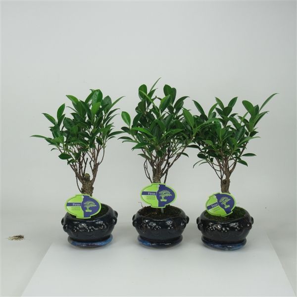 Горшечные цветы и растения оптом Bonsai Ficus Retusa, 13cm., Broom, With Driptray от 10шт из Голландии с доставкой по России