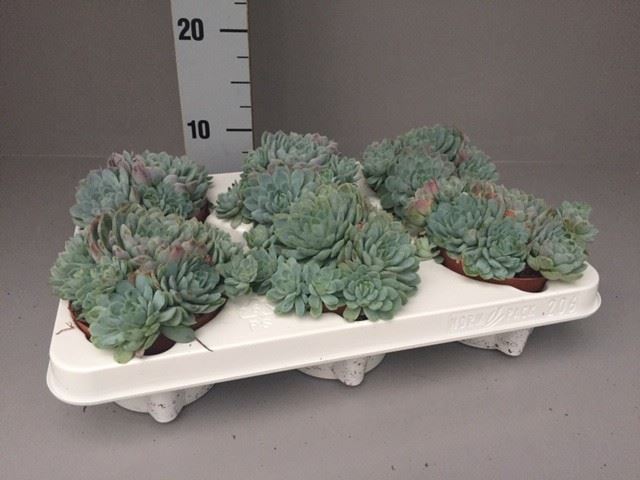 Горшечные цветы и растения оптом Echeveria Elegans от 6шт из Голландии с доставкой по России