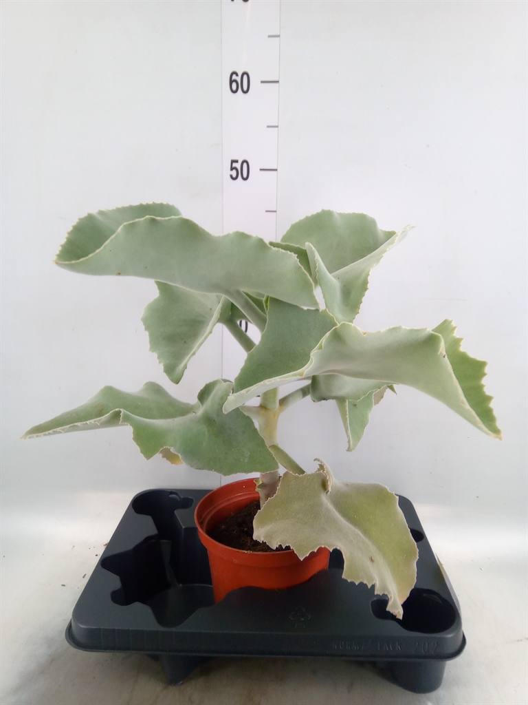 Горшечные цветы и растения оптом Kalanchoe Nf Beharensis от 1шт из Голландии с доставкой по России