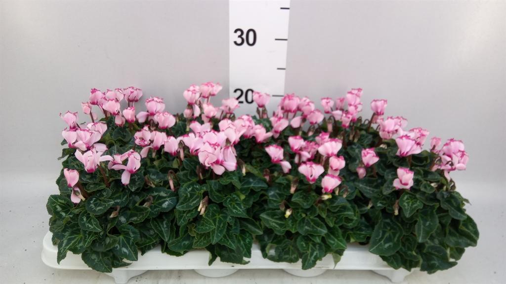 Горшечные цветы и растения оптом Cyclamen Kl metis Victoria от 8шт (для телеги) из Голландии с доставкой по России