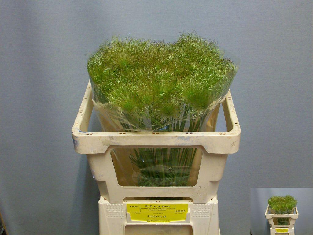 Срезанные цветы оптом Pulsatilla vulgaris (zaadpluizen) от 50шт из Голландии с доставкой по России