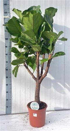 Горшечные цветы и растения оптом Ficus Lyrata Branched от 1шт из Голландии с доставкой по России