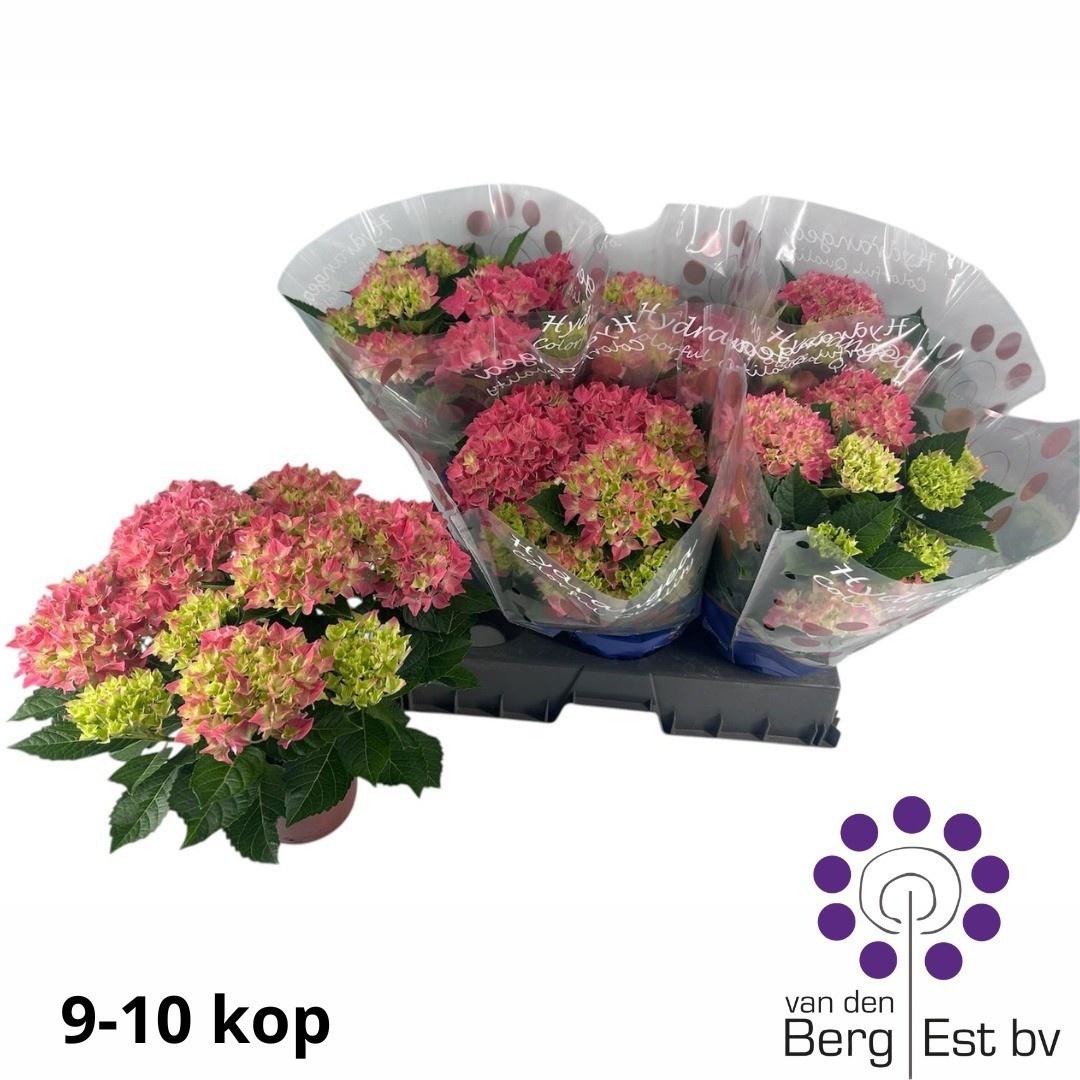 Горшечные цветы и растения оптом Hydr M Hi Ocean от 6шт из Голландии с доставкой по России