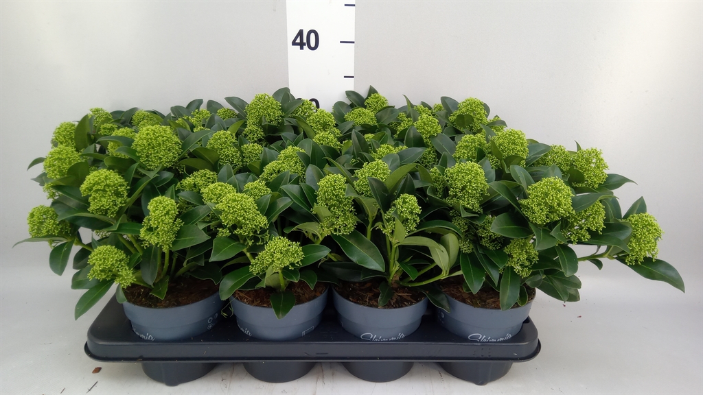 Горшечные цветы и растения оптом Skimmia Jap. white Globe от 8шт из Голландии с доставкой по России