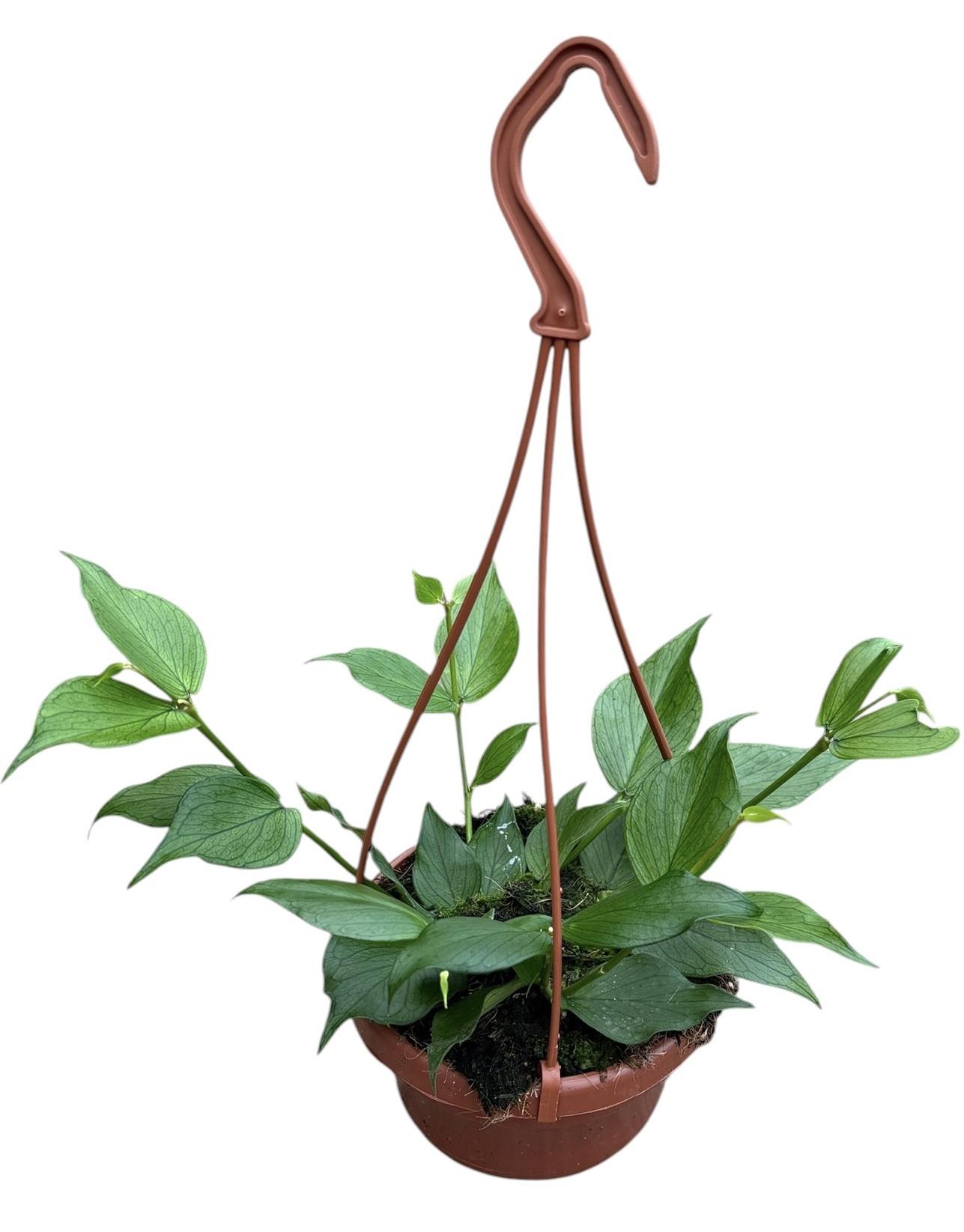 Горшечные цветы и растения оптом Hoya Polyneura от 1шт из Голландии с доставкой по России