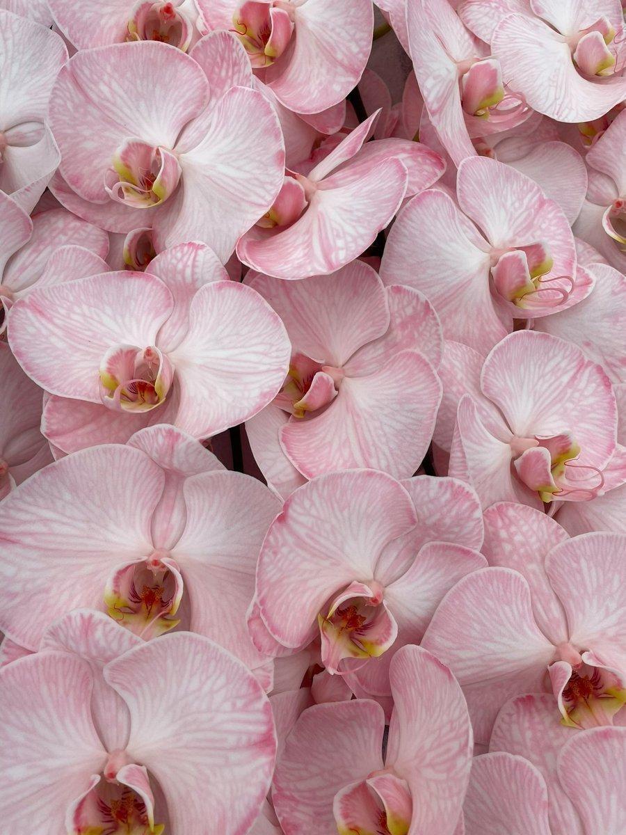 Срезанные цветы оптом Phalaenopsis paint candy от 10шт из Голландии с доставкой по России