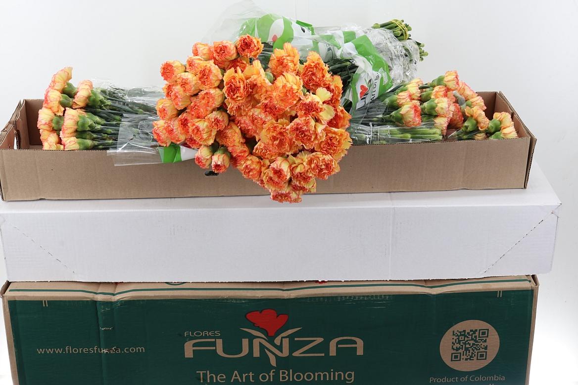 Срезанные цветы оптом Dianthus st boiro от 160шт из Голландии с доставкой по России