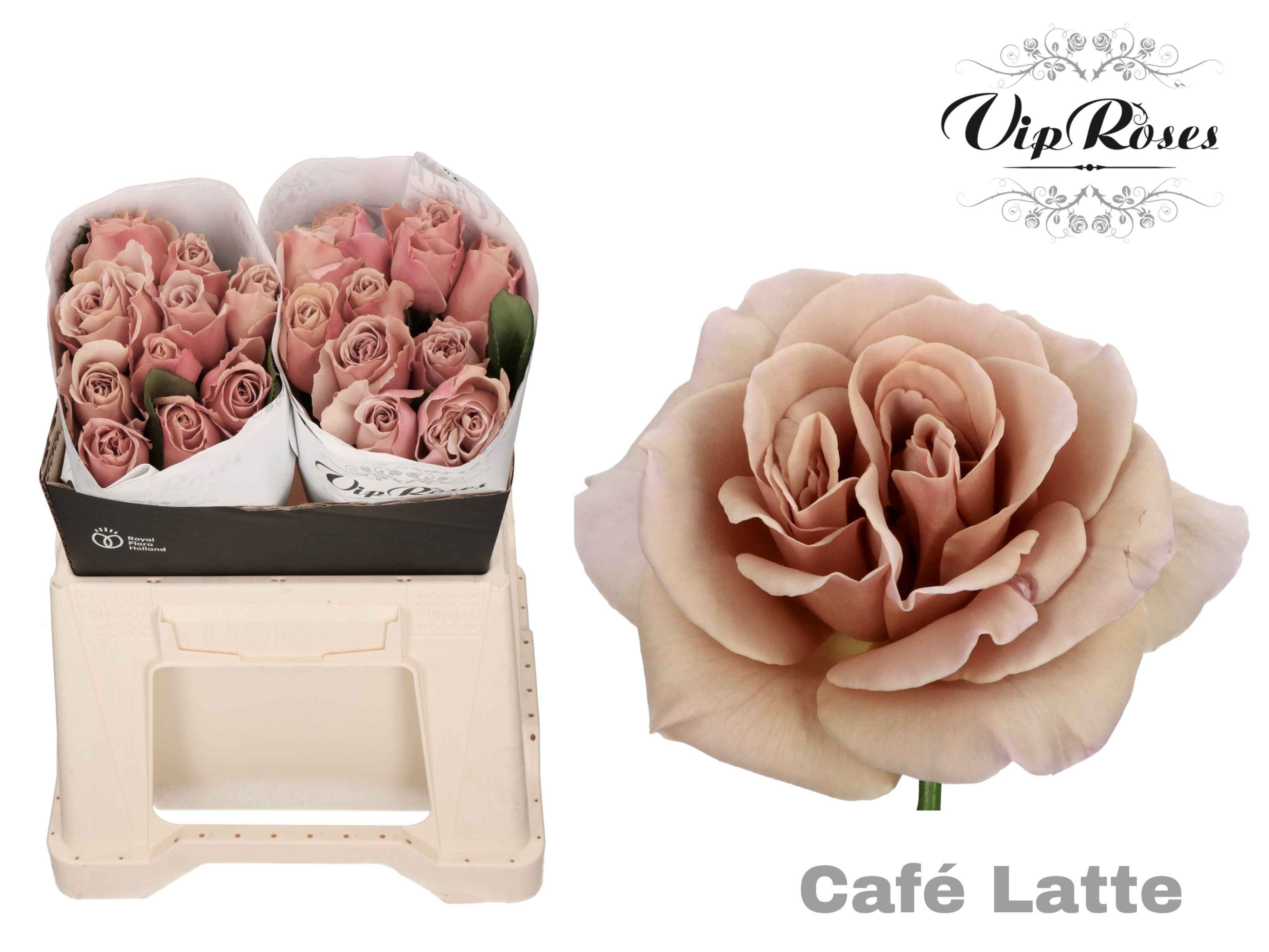 Срезанные цветы оптом Rosa la cafe latte от 20шт из Голландии с доставкой по России