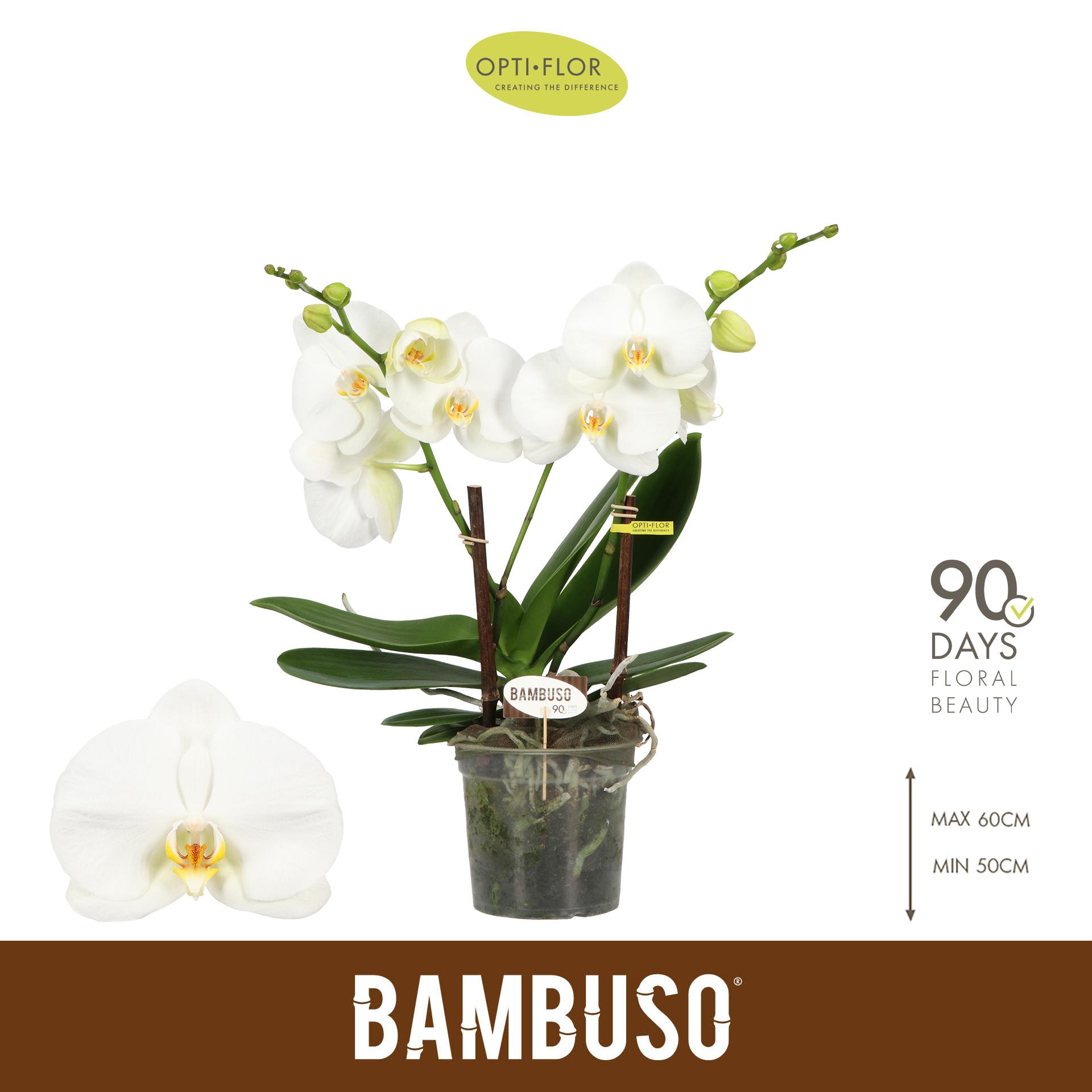 Горшечные цветы и растения оптом Phal 2st Bambuso Sequoia 18+ (opti) от 3шт из Голландии с доставкой по России