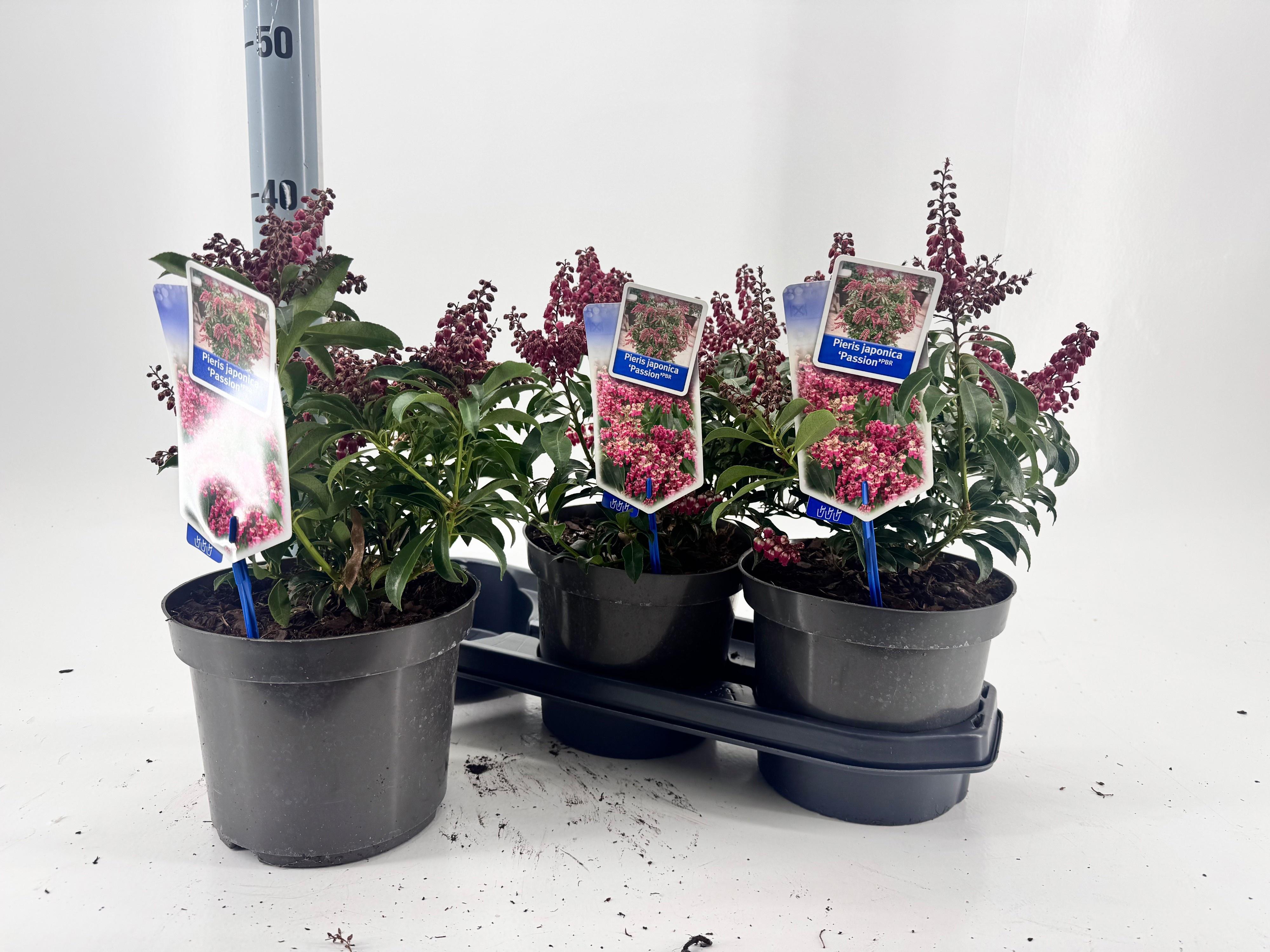 Горшечные цветы и растения оптом Pieris Passion от 3шт из Голландии с доставкой по России