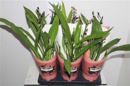 Горшечные цветы и растения оптом Orchidee Zygopetalum, Mix 2-spike Orchid C от 6шт из Голландии с доставкой по России