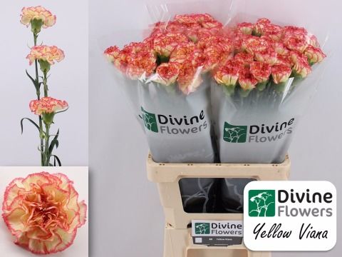 Срезанные цветы оптом Dianthus st yellow viana от 80шт из Голландии с доставкой по России