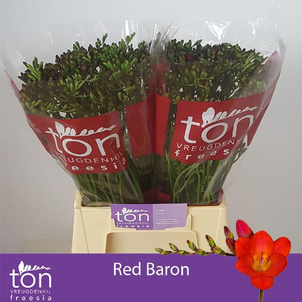 Срезанные цветы оптом Freesia si red baron от 100шт из Голландии с доставкой по России