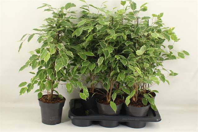 Горшечные цветы и растения оптом Ficus Benj. Golden King от 6шт из Голландии с доставкой по России