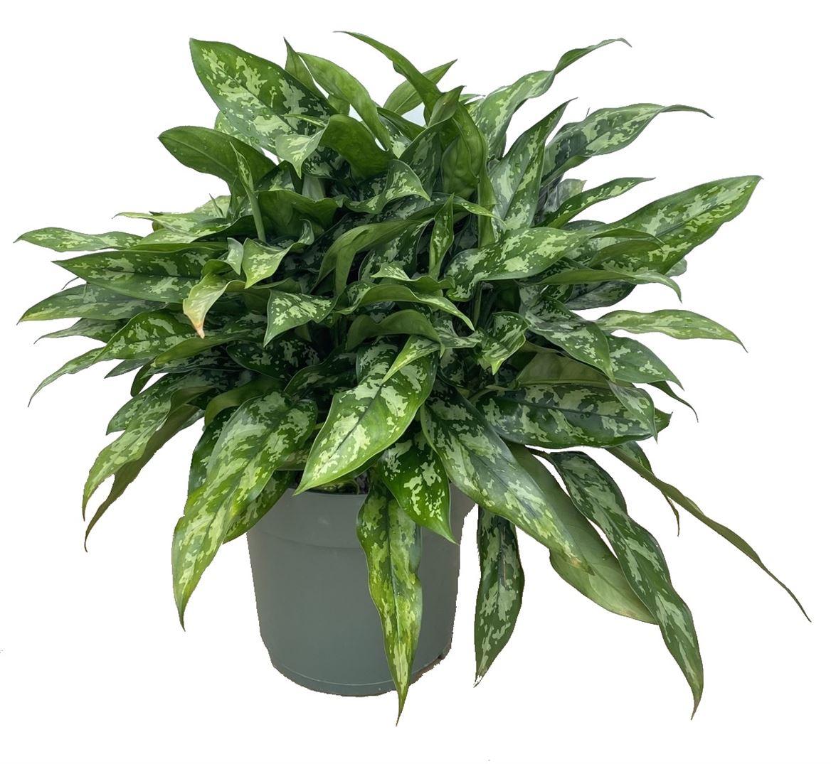 Горшечные цветы и растения оптом Aglaonema Maria от 1шт из Голландии с доставкой по России