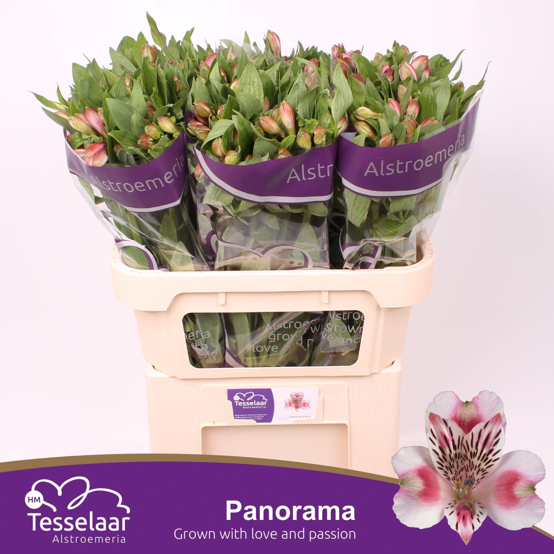 Срезанные цветы оптом Alstroemeria panorama от 60шт из Голландии с доставкой по России