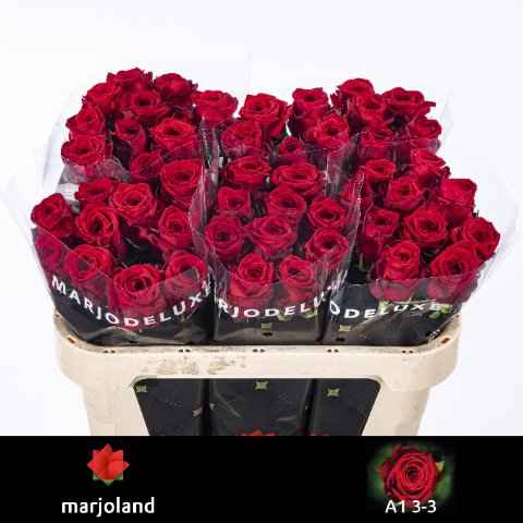 Срезанные цветы оптом Rosa la red naomi! от 50шт из Голландии с доставкой по России