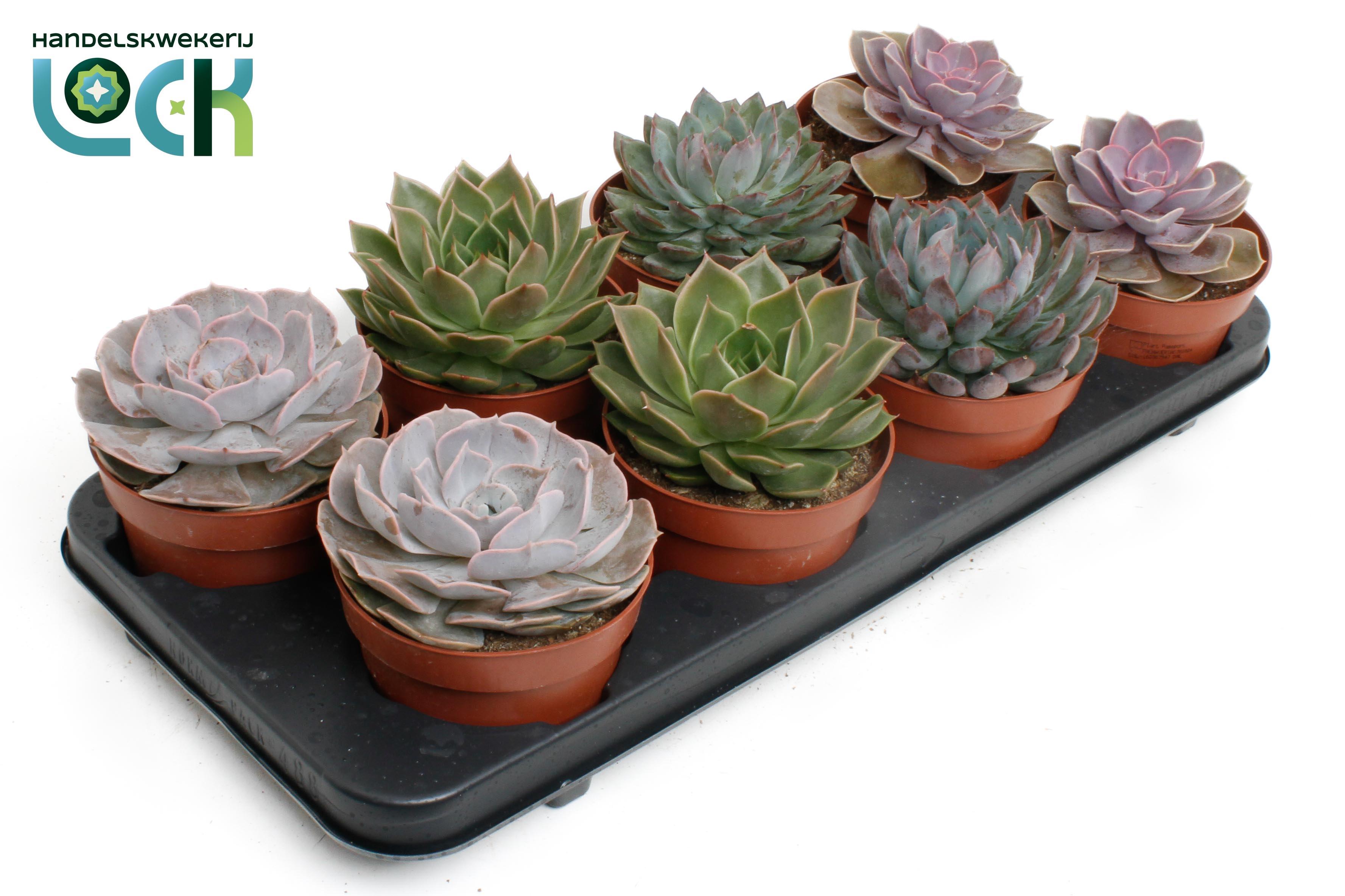 Горшечные цветы и растения оптом Echeveria Mix от 6шт из Голландии с доставкой по России
