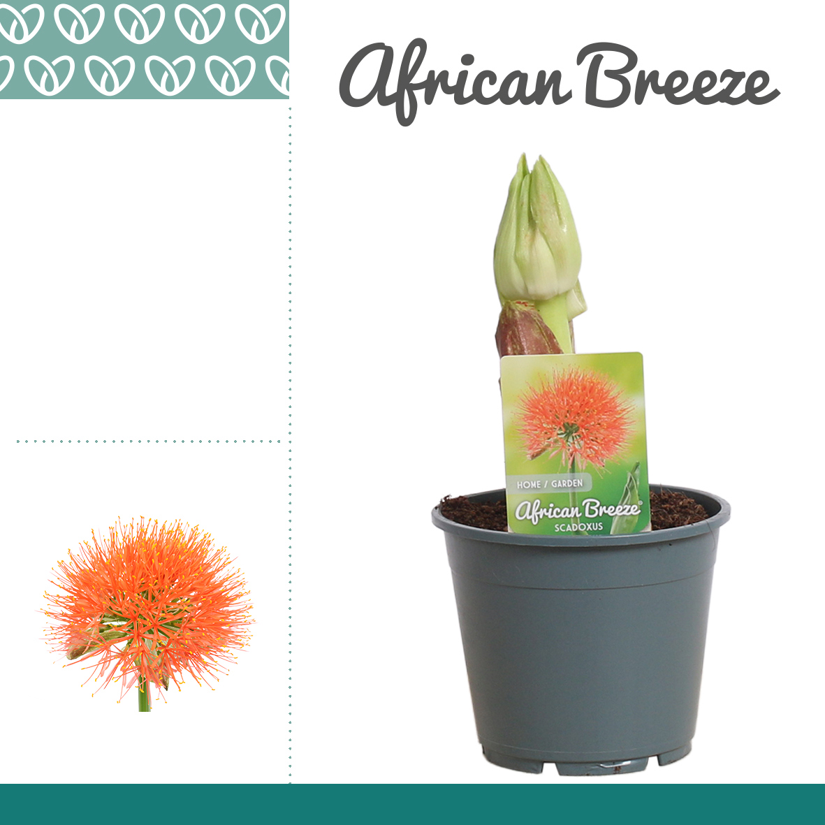 Горшечные цветы и растения оптом Scadoxus Multiflorus от 7шт из Голландии с доставкой по России