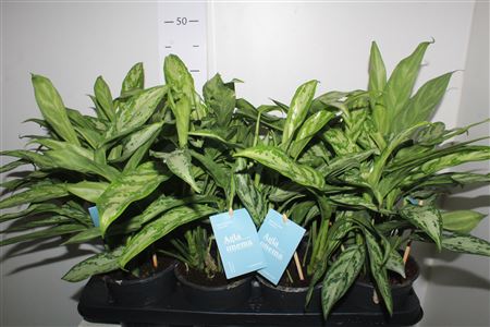 Горшечные цветы и растения оптом Aglao Silver Queen C от 8шт из Голландии с доставкой по России