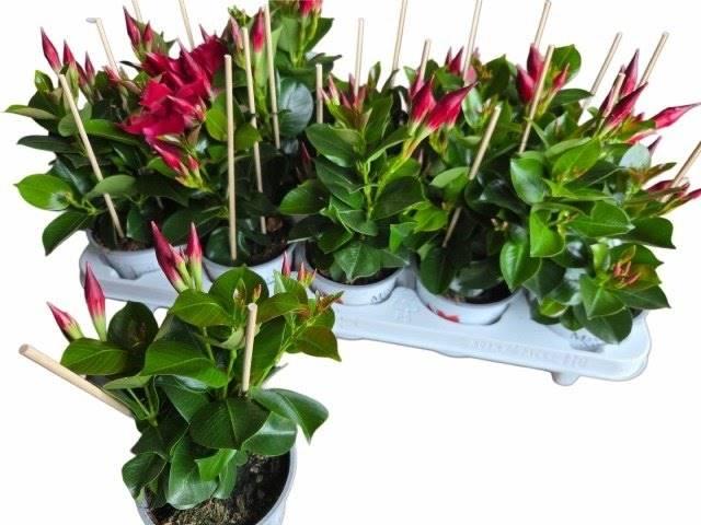 Горшечные цветы и растения оптом Mandevilla Rio Petite Red от 10шт из Голландии с доставкой по России