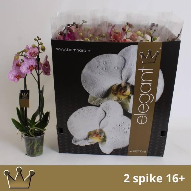 Горшечные цветы и растения оптом Phal 2st Mix 16+ (bernhard) от 12шт из Голландии с доставкой по России