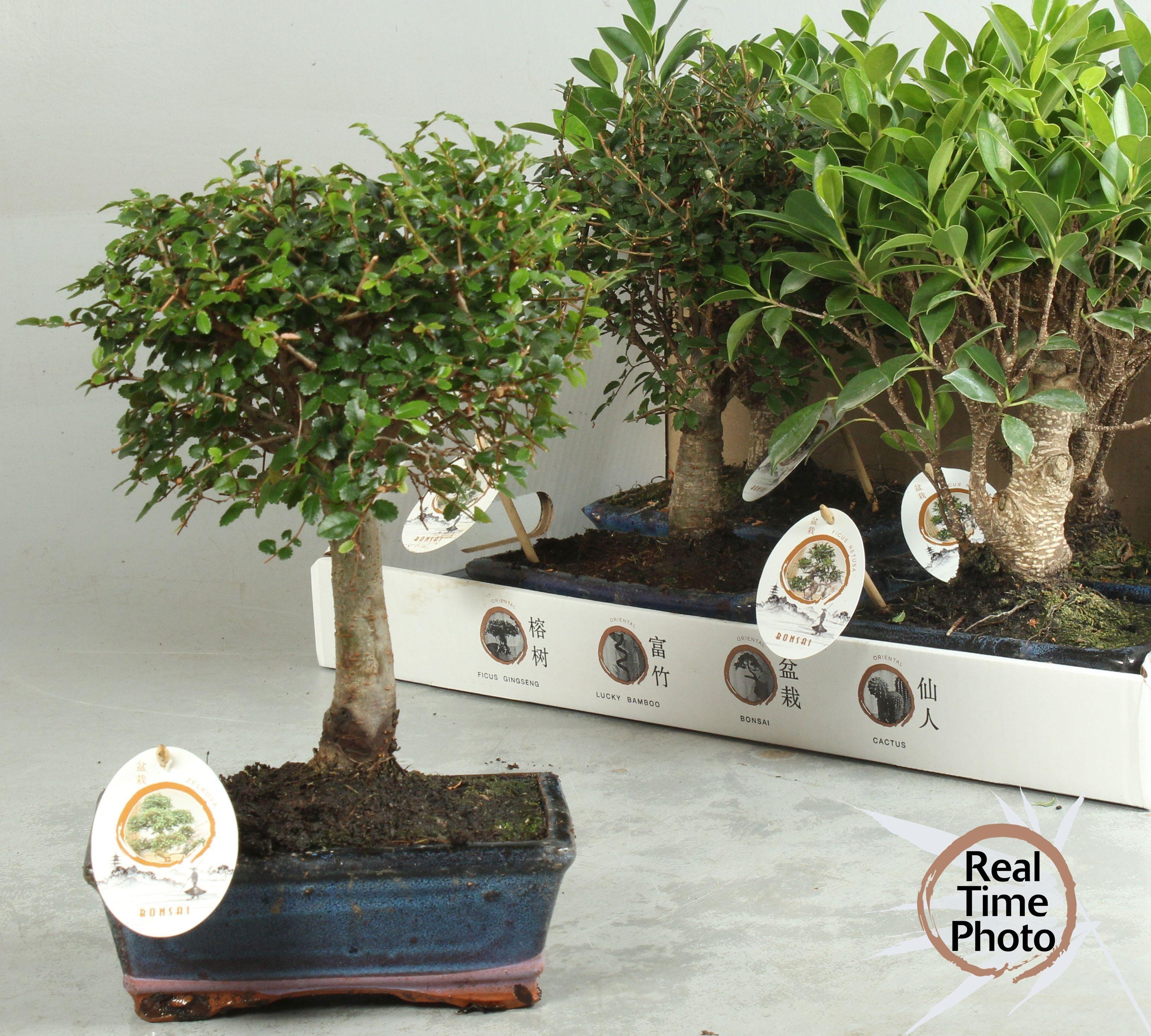 Горшечные цветы и растения оптом Bonsai Gem от 5шт из Голландии с доставкой по России