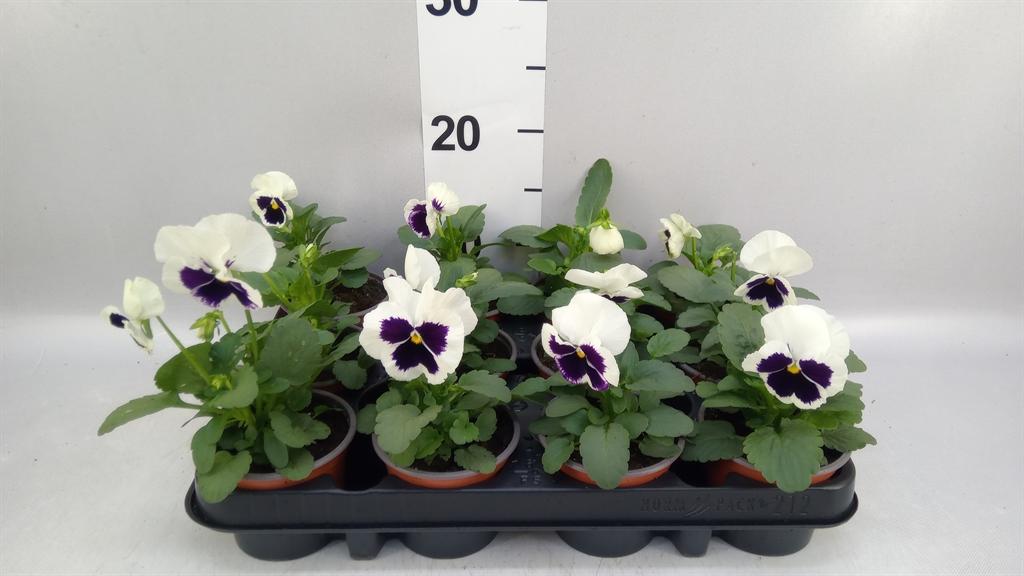 Горшечные цветы и растения оптом Viola Wr. colossus White Wblotch от 12шт (для телеги) из Голландии с доставкой по России