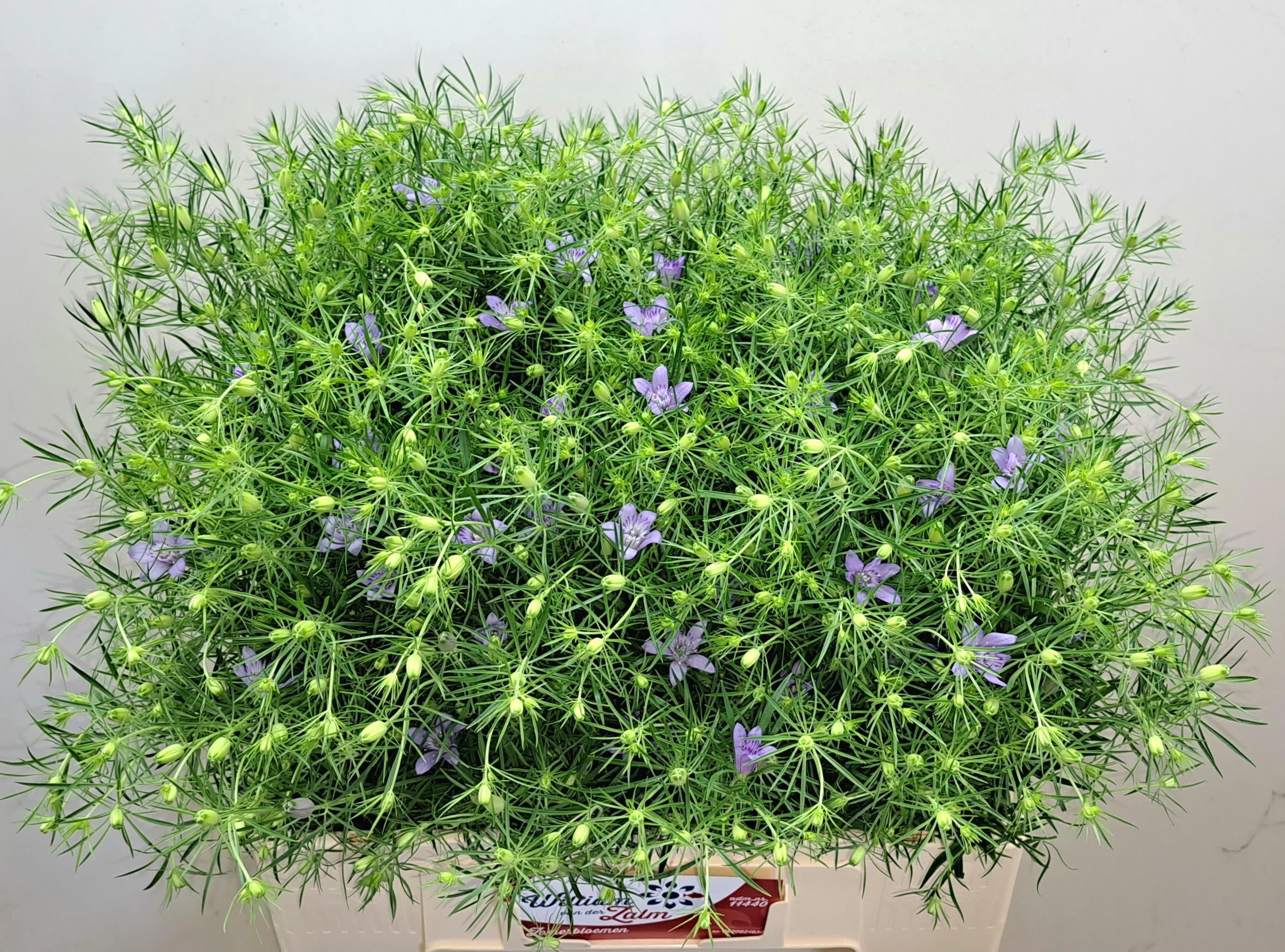 Срезанные цветы оптом Nigella bucharica от 60шт из Голландии с доставкой по России