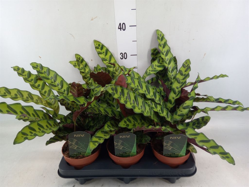 Горшечные цветы и растения оптом Calathea Lancifolia от 6шт из Голландии с доставкой по России