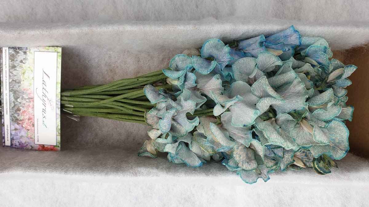 Срезанные цветы оптом Lathyrus paint blue magic от 30шт. из Голландии с доставкой по России