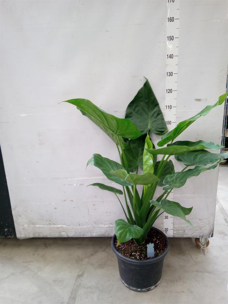 Горшечные цветы и растения оптом Alocasia Cucullata от 1шт (для телеги) из Голландии с доставкой по России