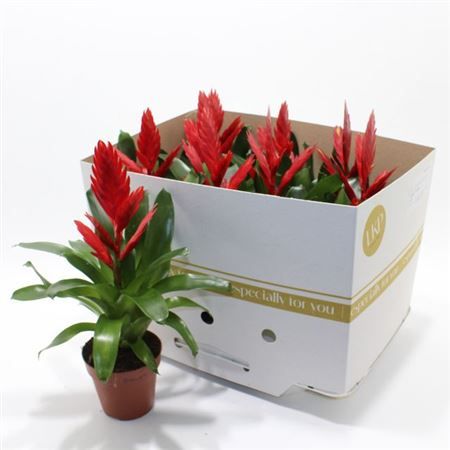 Горшечные цветы и растения оптом Vriesea Twinkle от 9шт из Голландии с доставкой по России