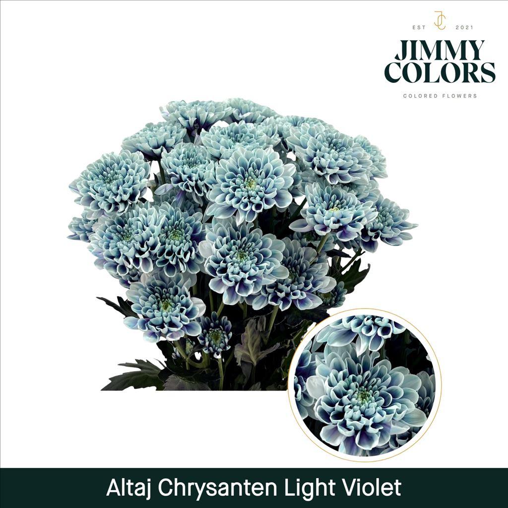 Срезанные цветы оптом Chrys sp paint altaj light violet от 40шт из Голландии с доставкой по России