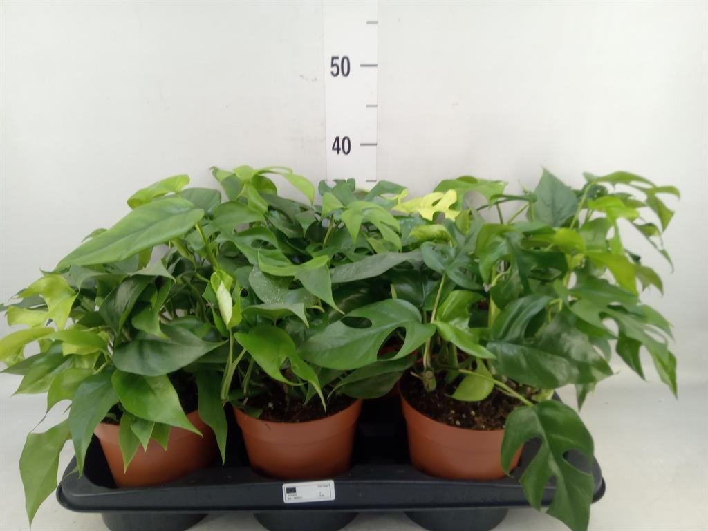 Горшечные цветы и растения оптом Monstera   ... от 6шт из Голландии с доставкой по России