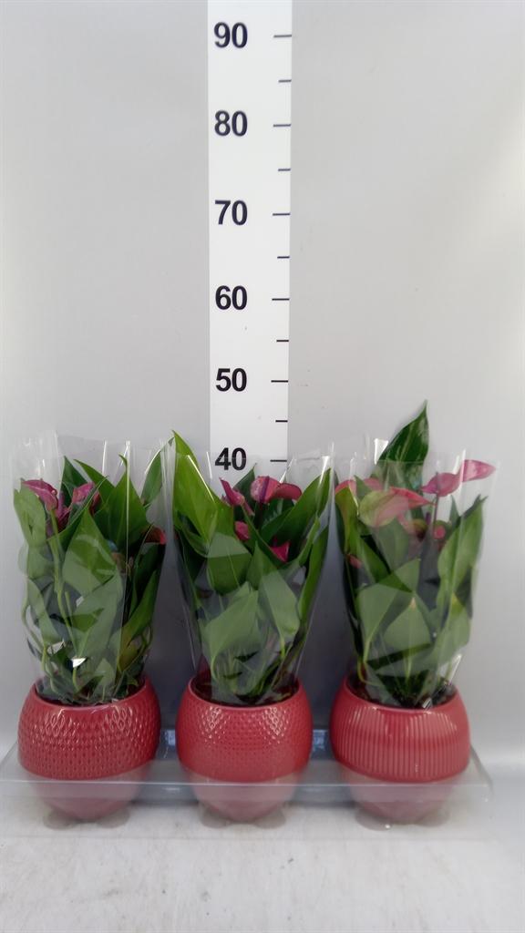 Горшечные цветы и растения оптом Anthurium Andr. pure Purple от 3шт из Голландии с доставкой по России